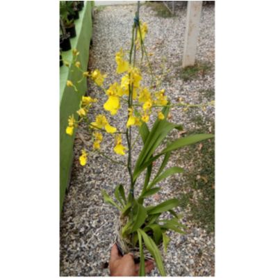 Oncidium