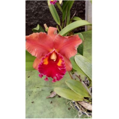 Cattleya