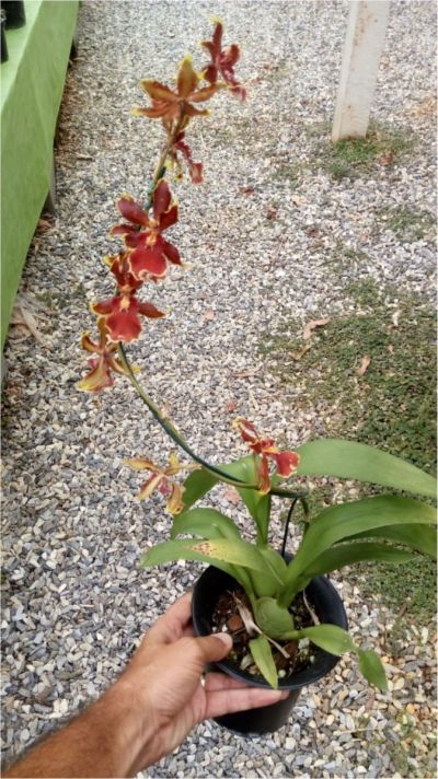 Oncidium